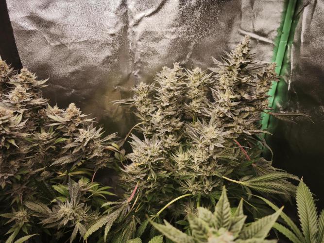 Gorilla, Punch Pie, Radical Juice. Week 18 - bloom day 61
20.2.26