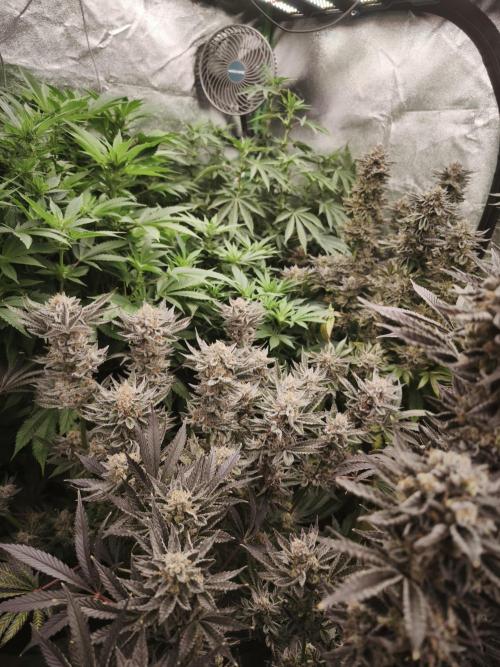 Gorilla, Punch Pie, Radical Juice. Week 18 - bloom day 61
20.2.26