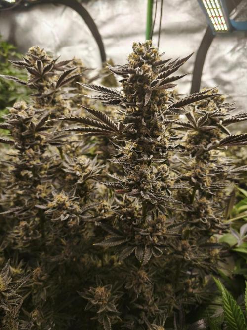 Gorilla, Punch Pie, Radical Juice. Week 18 - bloom day 61
20.2.26