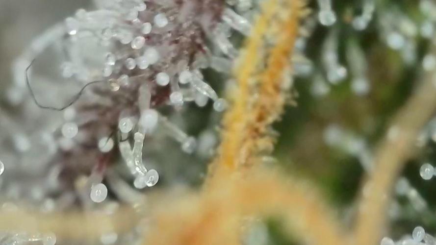 Gorilla, Punch Pie, Radical Juice. Week 19 - Gorilla 5
21.02.2026
bloom day 