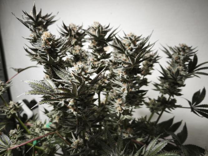 Gorilla, Punch Pie, Radical Juice. Week 19 - Gorilla 5
21.02.2026
bloom day