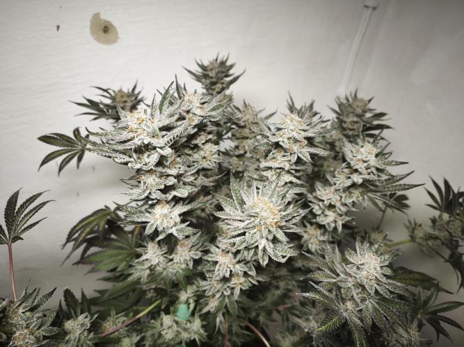 Gorilla, Punch Pie, Radical Juice. Week 19 - Gorilla 5
21.02.2026
bloom day