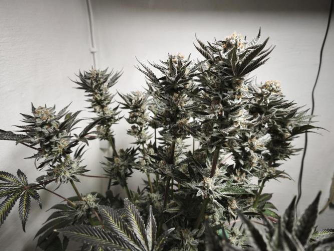 Gorilla, Punch Pie, Radical Juice. Week 19 - Gorilla 5
21.02.2026
bloom day