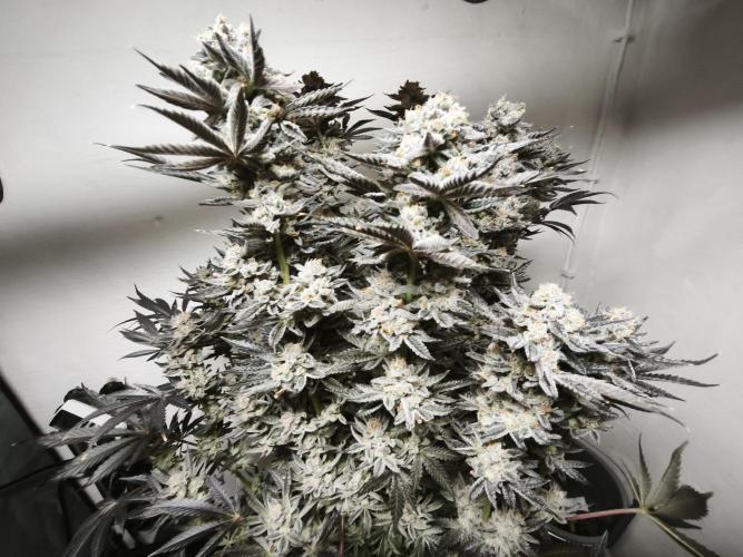 Gorilla, Punch Pie, Radical Juice. Week 19 - Gorilla 6
21.02.2026
bloom day