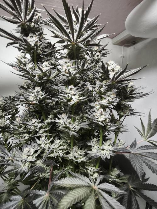 Gorilla, Punch Pie, Radical Juice. Week 19 - Gorilla 6
21.02.2026
bloom day