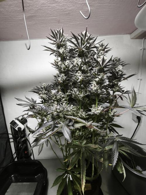 Gorilla, Punch Pie, Radical Juice. Week 19 - Gorilla 6
21.02.2026
bloom day