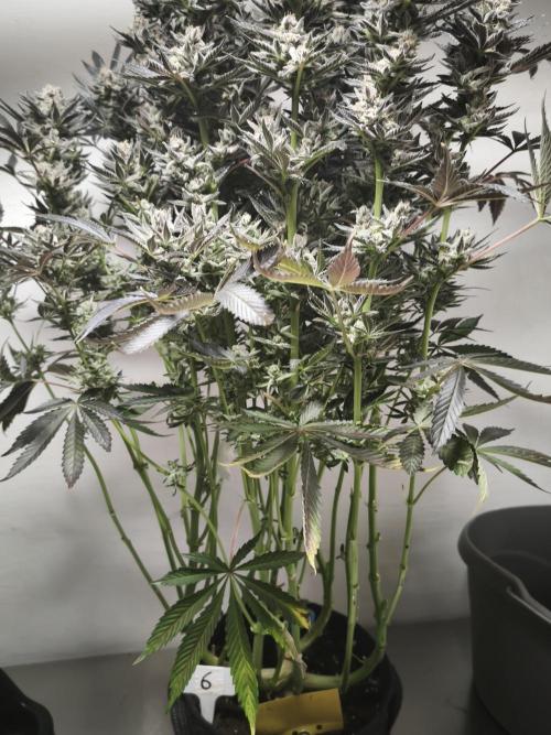 Gorilla, Punch Pie, Radical Juice. Week 19 - Gorilla 6
21.02.2026
bloom day