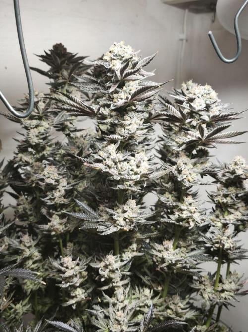 Gorilla, Punch Pie, Radical Juice. Week 19 - Gorilla 6
21.02.2026
bloom day