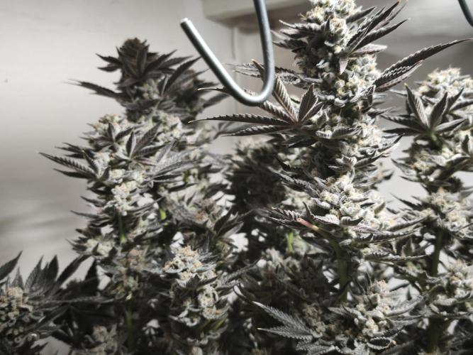 Gorilla, Punch Pie, Radical Juice. Week 19 - Gorilla 6
21.02.2026
bloom day