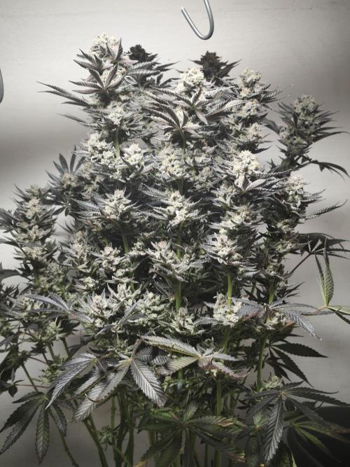 Gorilla, Punch Pie, Radical Juice. Week 19 - Gorilla 6
21.02.2026
bloom day