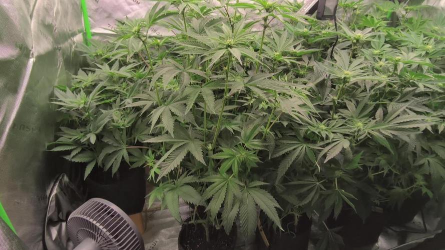Various superb genetics