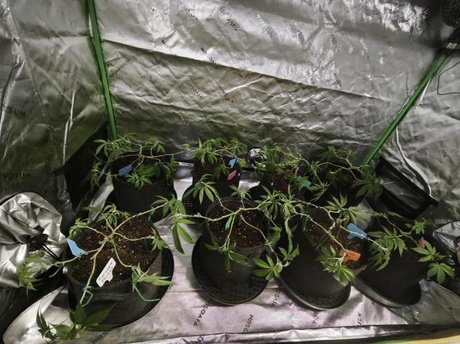 Premium Clone Mix 1 2026. Week 8 - vegi
03.04.2026