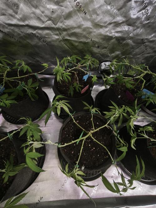 Premium Clone Mix 1 2026. Week 8 - vegi
03.04.2026
