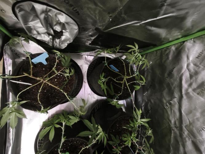 Premium Clone Mix 1 2026. Week 8 - vegi
03.04.2026
