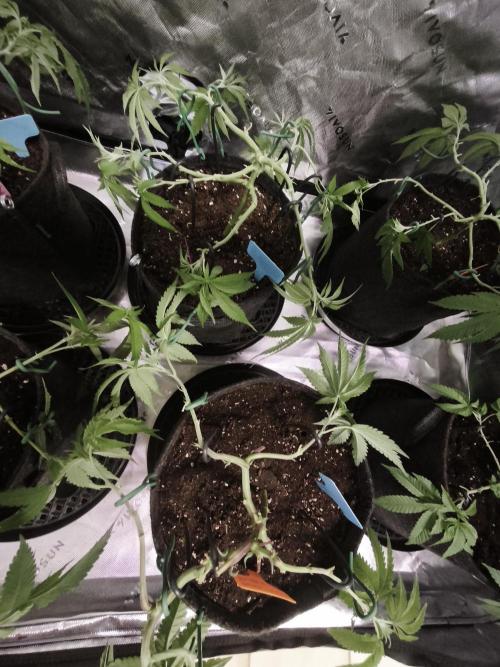 Premium Clone Mix 1 2026. Week 8 - vegi
03.04.2026