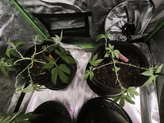 Premium Clone Mix 1 2026. Week 8 - vegi
03.04.2026