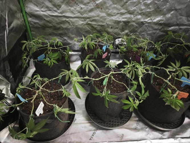 Premium Clone Mix 1 2026. Week 8 - vegi
03.04.2026