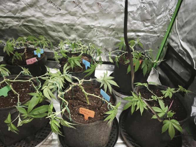 Premium Clone Mix 1 2026. Week 8 - vegi
03.04.2026