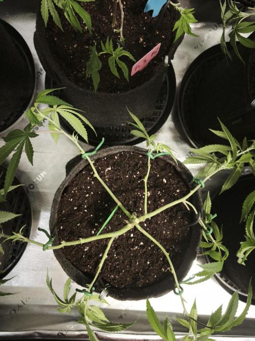 Premium Clone Mix 1 2026. Week 8 - vegi
03.04.2026