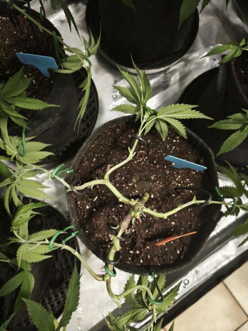 Premium Clone Mix 1 2026. Week 8 - vegi
03.04.2026