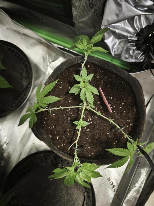 Premium Clone Mix 1 2026. Week 8 - vegi
03.04.2026