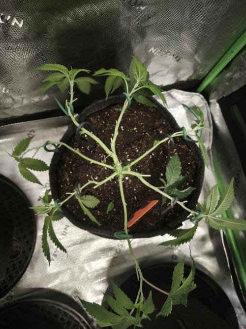 Premium Clone Mix 1 2026. Week 8 - vegi
03.04.2026
