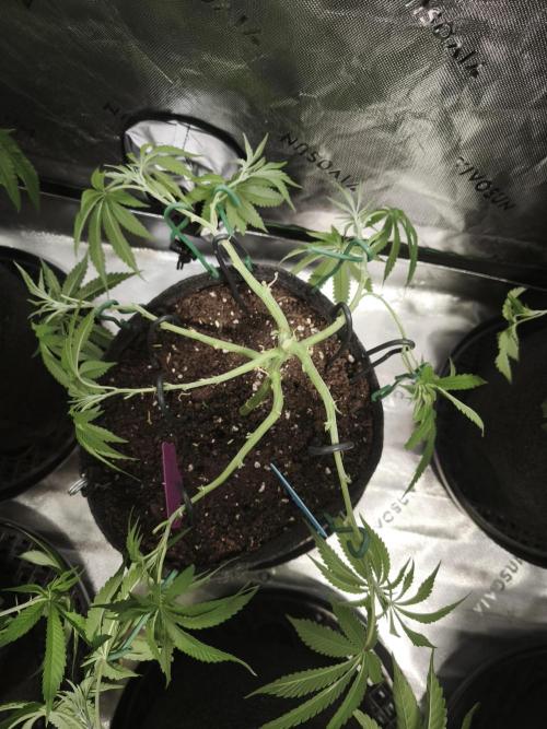 Premium Clone Mix 1 2026. Week 8 - vegi
03.04.2026