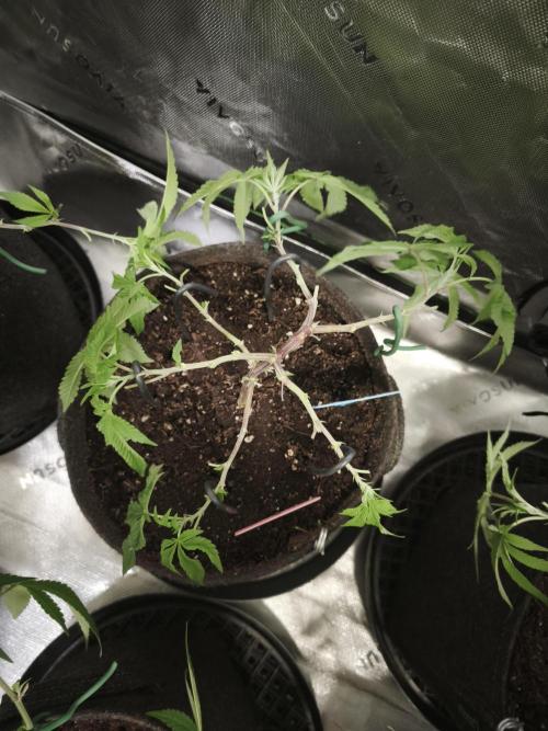 Premium Clone Mix 1 2026. Week 8 - vegi
03.04.2026
