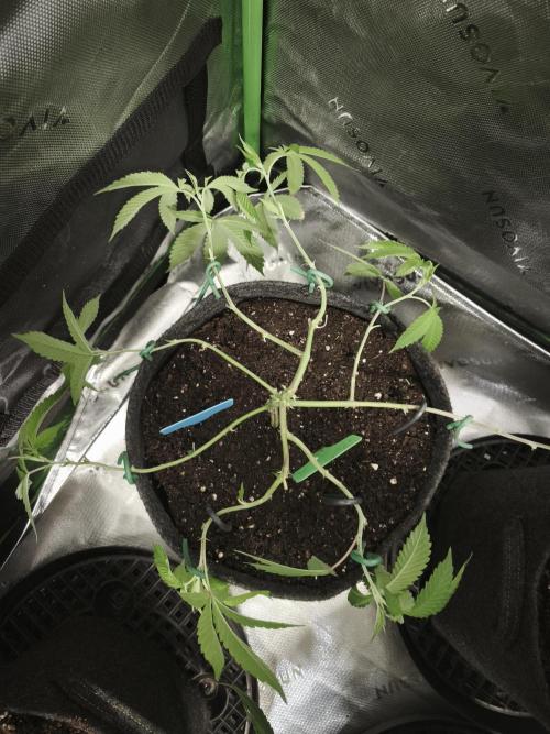 Premium Clone Mix 1 2026. Week 8 - vegi
03.04.2026