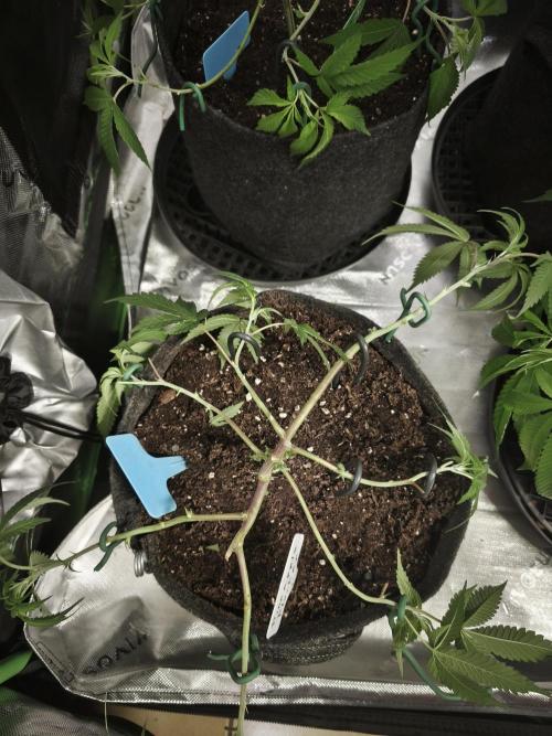 Premium Clone Mix 1 2026. Week 8 - vegi
03.04.2026
