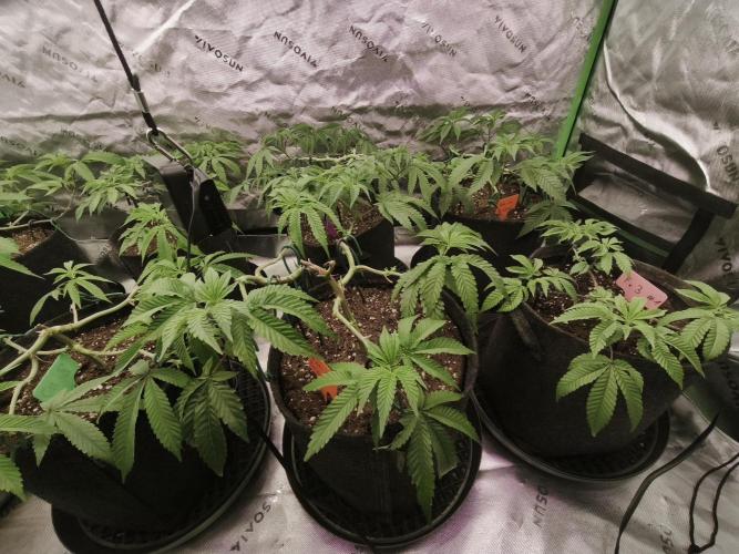 Premium Clone Mix 1 2026. Week 8 - vegi
07.04.2026