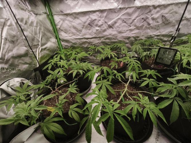 Premium Clone Mix 1 2026. Week 8 - vegi
07.04.2026