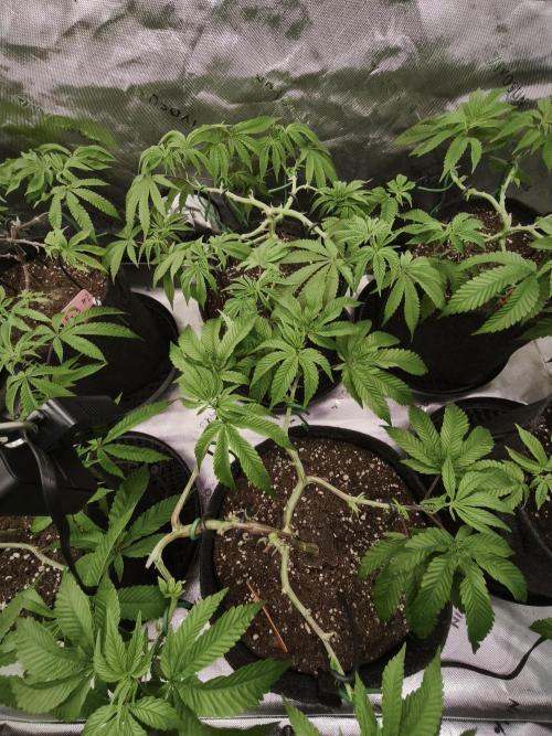 Premium Clone Mix 1 2026. Week 8 - vegi
07.04.2026