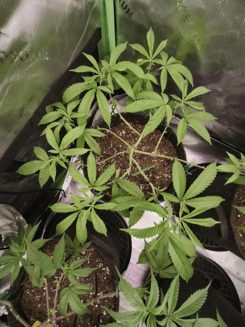 Premium Clone Mix 1 2026. Week 8 - vegi
07.04.2026