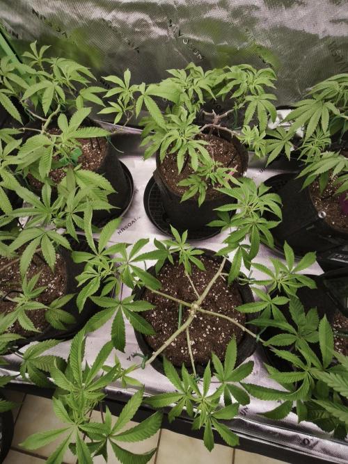 Premium Clone Mix 1 2026. Week 8 - vegi
07.04.2026
