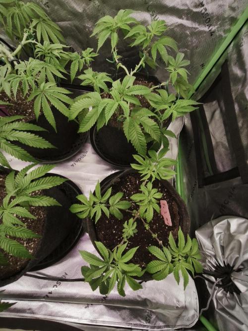 Premium Clone Mix 1 2026. Week 8 - vegi
07.04.2026