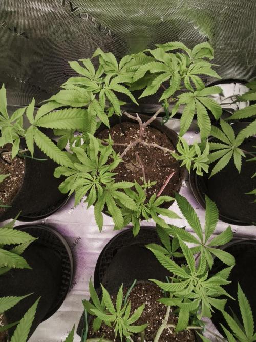 Premium Clone Mix 1 2026. Week 8 - vegi
07.04.2026