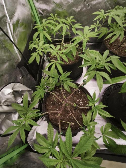 Premium Clone Mix 1 2026. Week 8 - vegi
07.04.2026