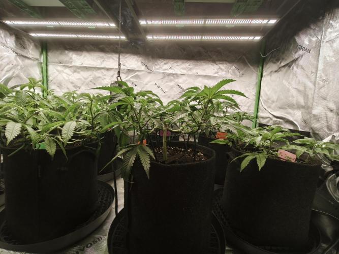Premium Clone Mix 1 2026. Week 9 - vegi
11.04.2026