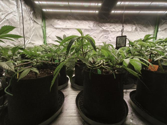 Premium Clone Mix 1 2026. Week 9 - vegi
11.04.2026