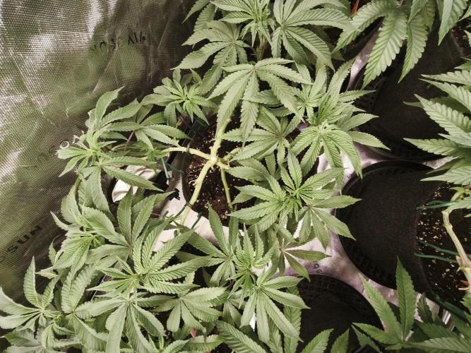 Premium Clone Mix 1 2026. Week 9 - vegi
11.04.2026