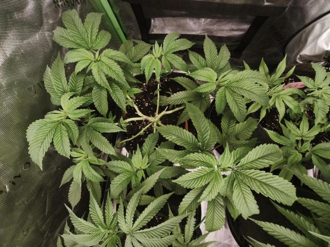 Premium Clone Mix 1 2026. Week 9 - vegi
11.04.2026