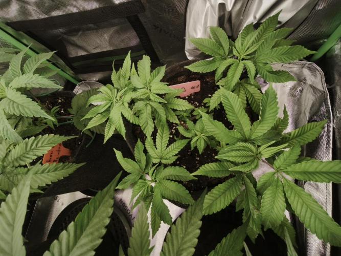 Premium Clone Mix 1 2026. Week 9 - vegi
11.04.2026