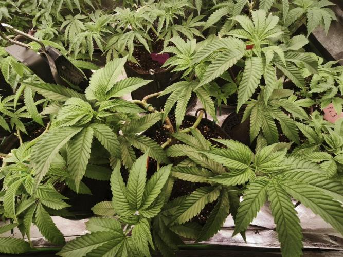 Premium Clone Mix 1 2026. Week 9 - vegi
11.04.2026