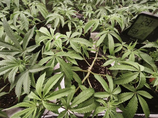 Premium Clone Mix 1 2026. Week 9 - vegi
11.04.2026
