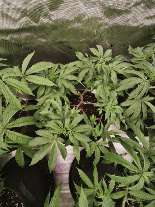 Premium Clone Mix 1 2026. Week 9 - vegi
11.04.2026
