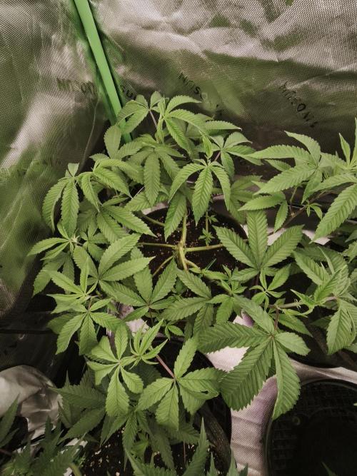 Premium Clone Mix 1 2026. Week 9 - vegi
11.04.2026