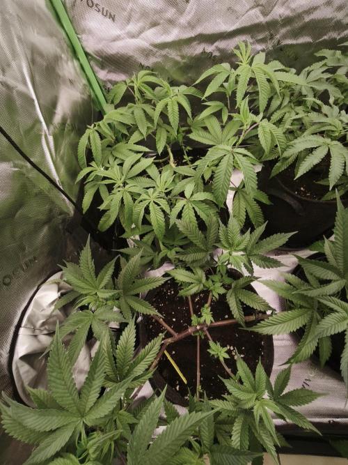 Premium Clone Mix 1 2026. Week 9 - vegi
11.04.2026