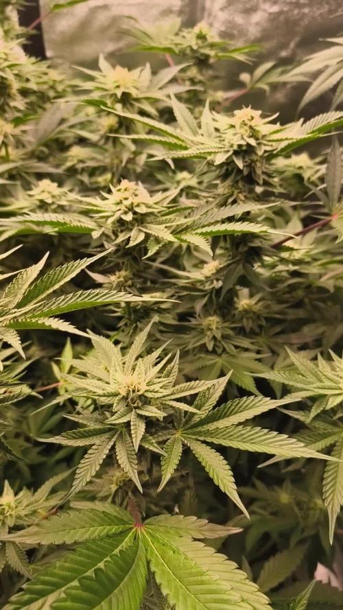 Various superb genetics