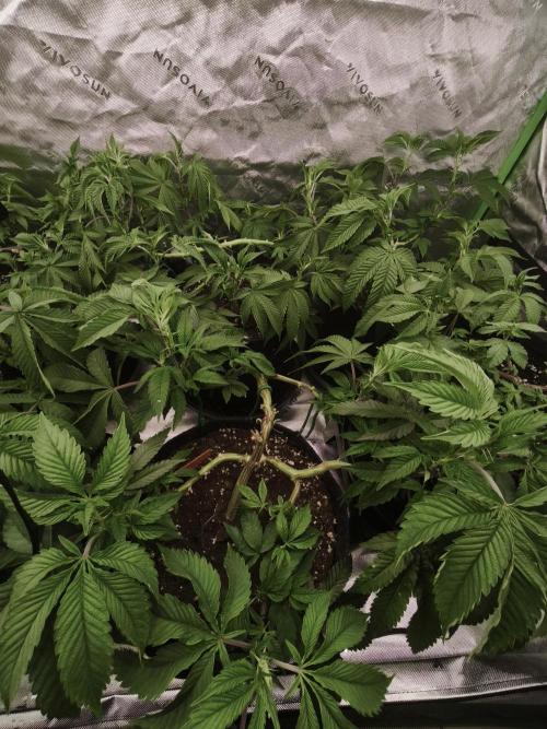 Premium Clone Mix 1 2026. Week 9 - vegi
15.04.2026